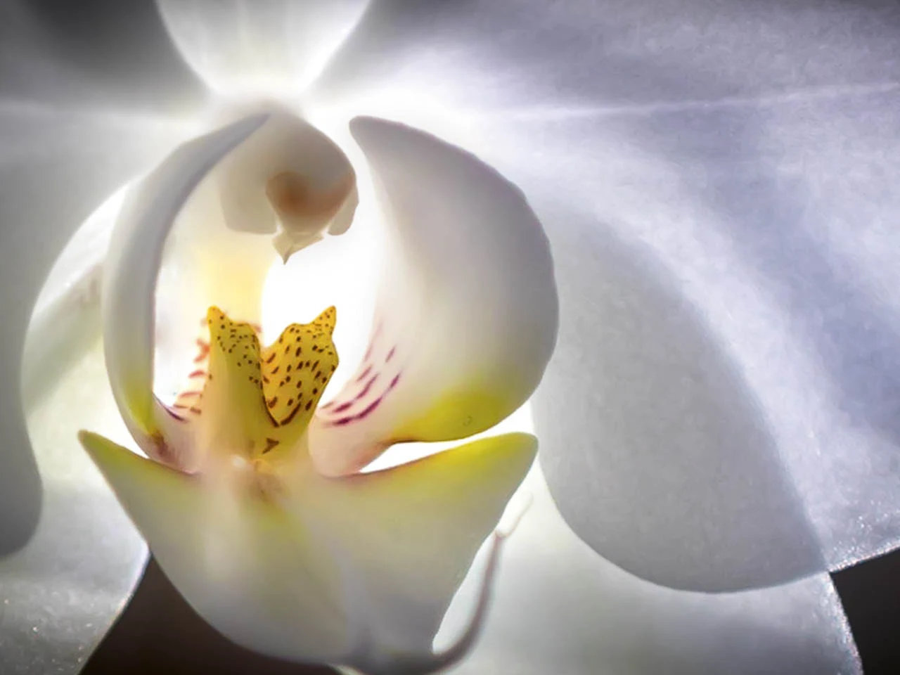 Weiße Orchideenblüte im Gegenlicht